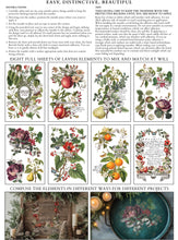 Load image into Gallery viewer, Clementine Transfer