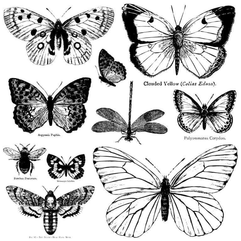 Butterfly Stamps