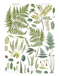 Fronds Botanical Transfer
