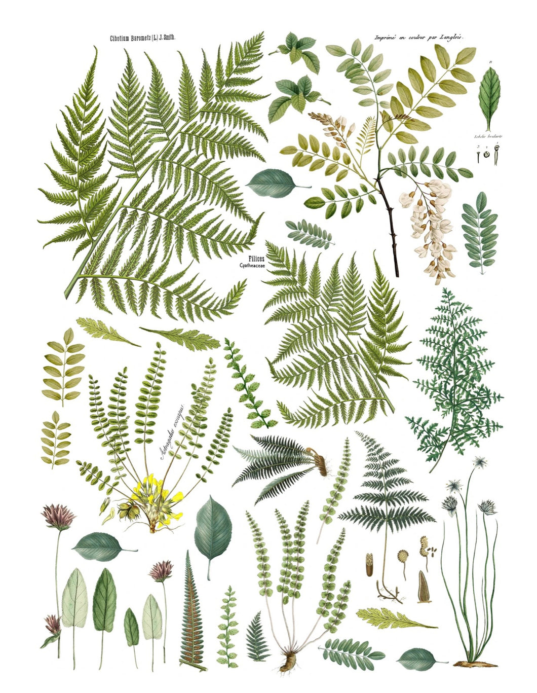 Fronds Botanical Transfer