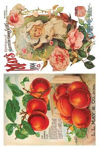 Seed Catalogue Eight-Page Decor Transfer™ In 8" x 12" Pad Format