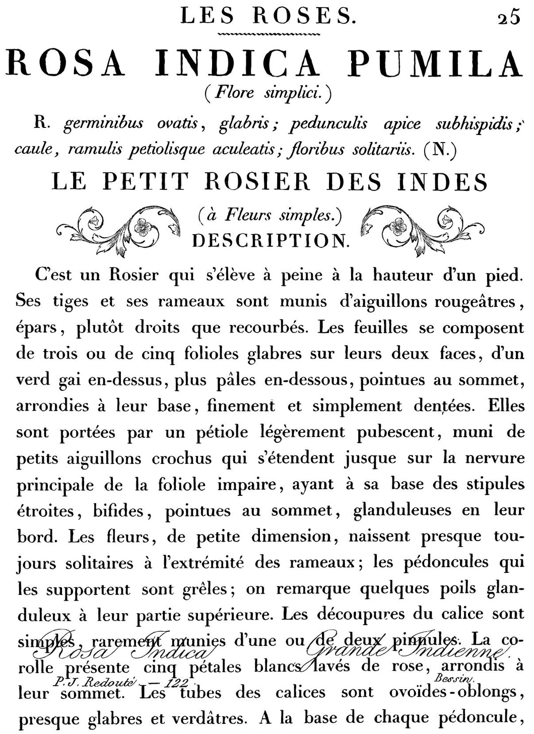 A transfer in french about a rose. Large
