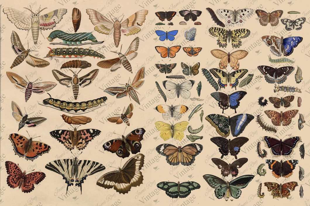 Scientific Butterfly JRV Decoupage Paper